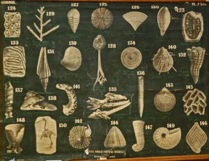 Fossiles du terrain Crétacé