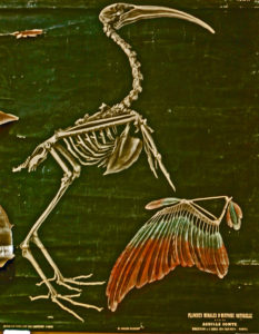 Squelette d’Ibis