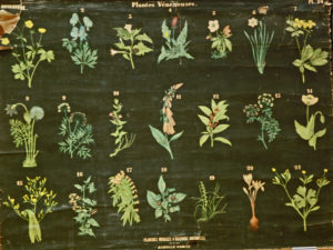 Plantes vénéneuses