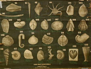 Fossiles du terrain Crétacé