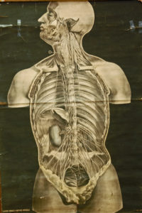 Grand sympathique chez l’Homme