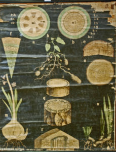 Structure comparée des tiges