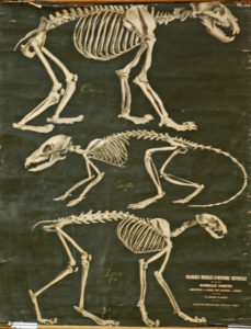 Squelettes de mammifères