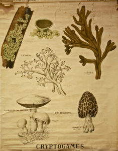 Les Cryptogames