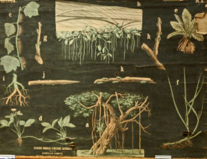 Racines adventives et boutures