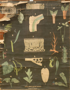 Structures foliaires