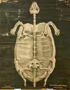 Squelette de Chelonien