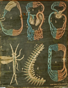 Organisation de l’appareil circulatoire