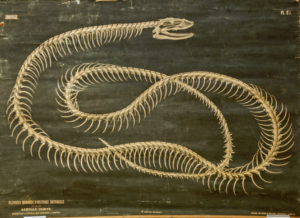 Squelette d’un Ophidien