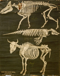 Trois squelettes de Mammifères