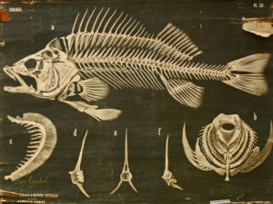 Squelette de la Perche