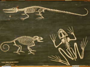 Squelettes d’un Crocodilien, d’un Saurien, et d’un Batracien
