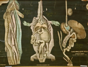 Tube digestif chez trois vertébrés