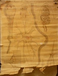 Cellules Nerveuses et Terminaisons Nerveuses.