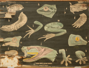 Morphologie Reptiles et Batraciens