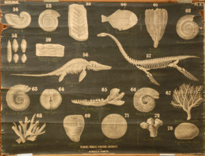 Fossiles de terrain Jurassique