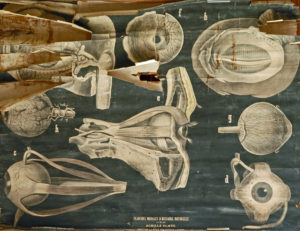 Organes accessoires de la vision