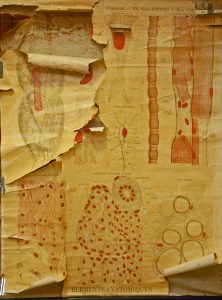 Biologie Cellulaire; Muscle et os principalement