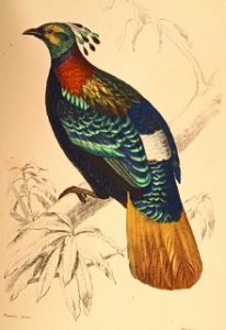Dictionnaire universel d&rsquo;histoire naturelle