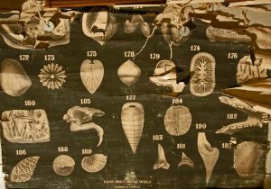 Fossiles du terrain tertiaire