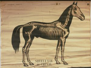 Squelette de cheval