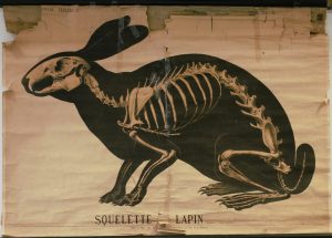 Squelette de Lapin (DEYROLLES)