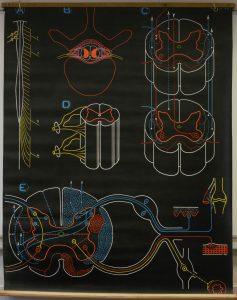 La moelle épinière