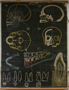 Crâne et dents d&rsquo;un enfant