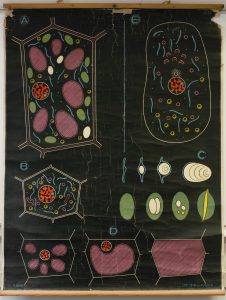 Comparaison de la cellule végétale et de la cellule animale