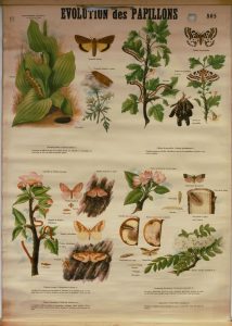 Evolution des papillons