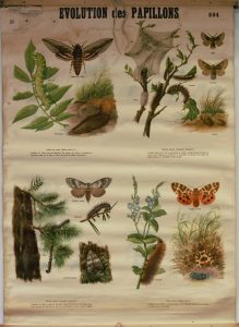 Evolution des papillons 2