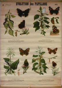 Evolution des papillons 3