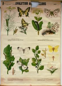 Evolution des papillons 4