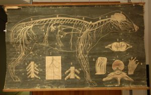 Le système nerveux du chien