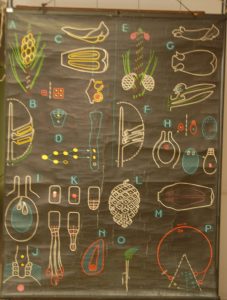 Reproduction des Conifères