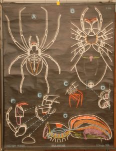 L &lsquo;araignée: Epeire