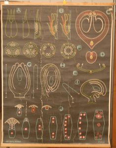 L&rsquo;ovaire des angiospermes