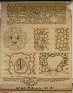 Anatomie de la feuille