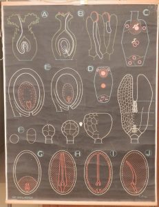Reproduction des angiosperme