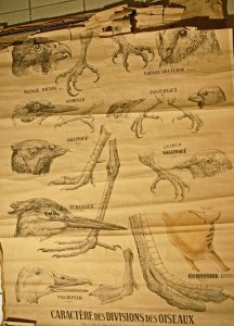 Caractères des divisions des oiseaux