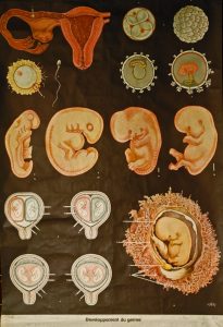 Développement du germe