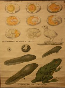 Développement comparé de l&rsquo;œuf de poule et de grenouille