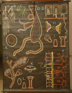 Les Méduses ( cnidaire, hydrozoaire)