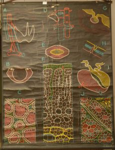 Thyroïde, Surrénale ,Hypophyse.