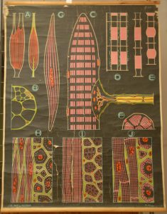 La Cellule Musculaire