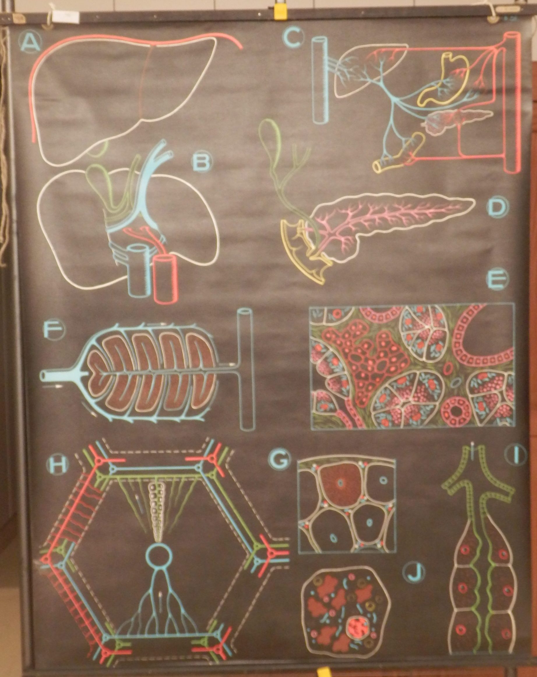 Le Foie et Le Pancréas