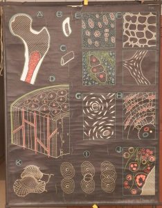 Tissus osseux de l&rsquo;Homme