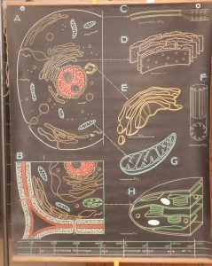 Ultra structure de la cellule