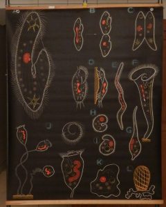 Les protozoaires d&rsquo;eau douce