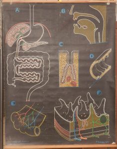 Le Tube digestif de l&rsquo;Homme